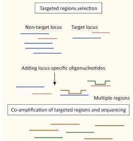 NIPT con Sequenziamento Target Sequenziamento di regioni arricchite