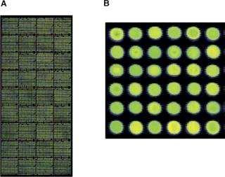 SNP microarrays Invece di sequenziare frammenti arricchiti, essi sono ibridizzati su frammenti di DNA complementari (detti probe) L