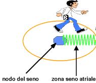 Cellule deputate all attività elettrica Miocardio Specifico Si depolarizzano spontaneamente durante la fase (4) diastolica fino a dare un potenziale d azione a -30V Ca++ 30 nodo seno atriale