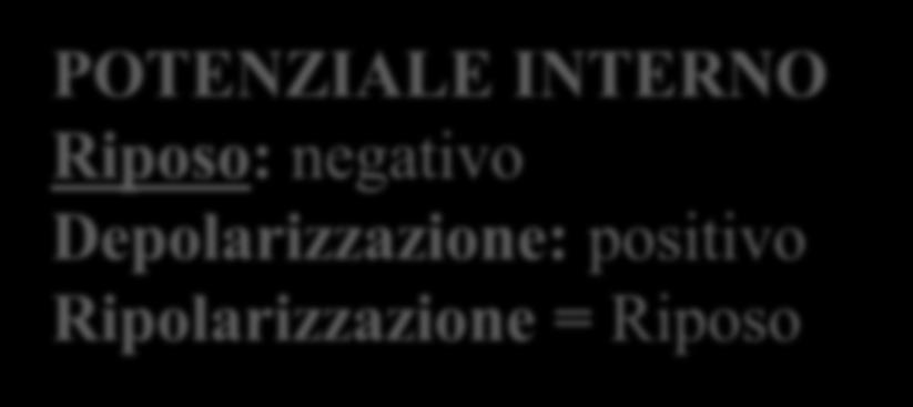 ventricolare Sistema di conduzione His Purkinje POTENZIALE INTERNO Riposo: negativo Depolarizzazione: positivo