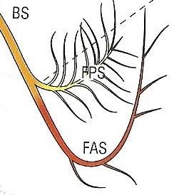 Branche destra/sinistra Fascicoli anteriore/posteriore Rete di