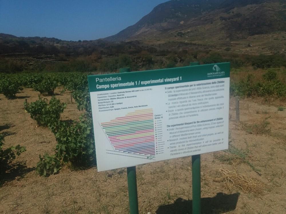 Campo Sperimentale Pantelleria In un annata così siccitosa come la 2016, che ha richiesto diradamento e grande attenzione in vigna, il personale di Donnafugata è fortemente impegnato a selezionare i