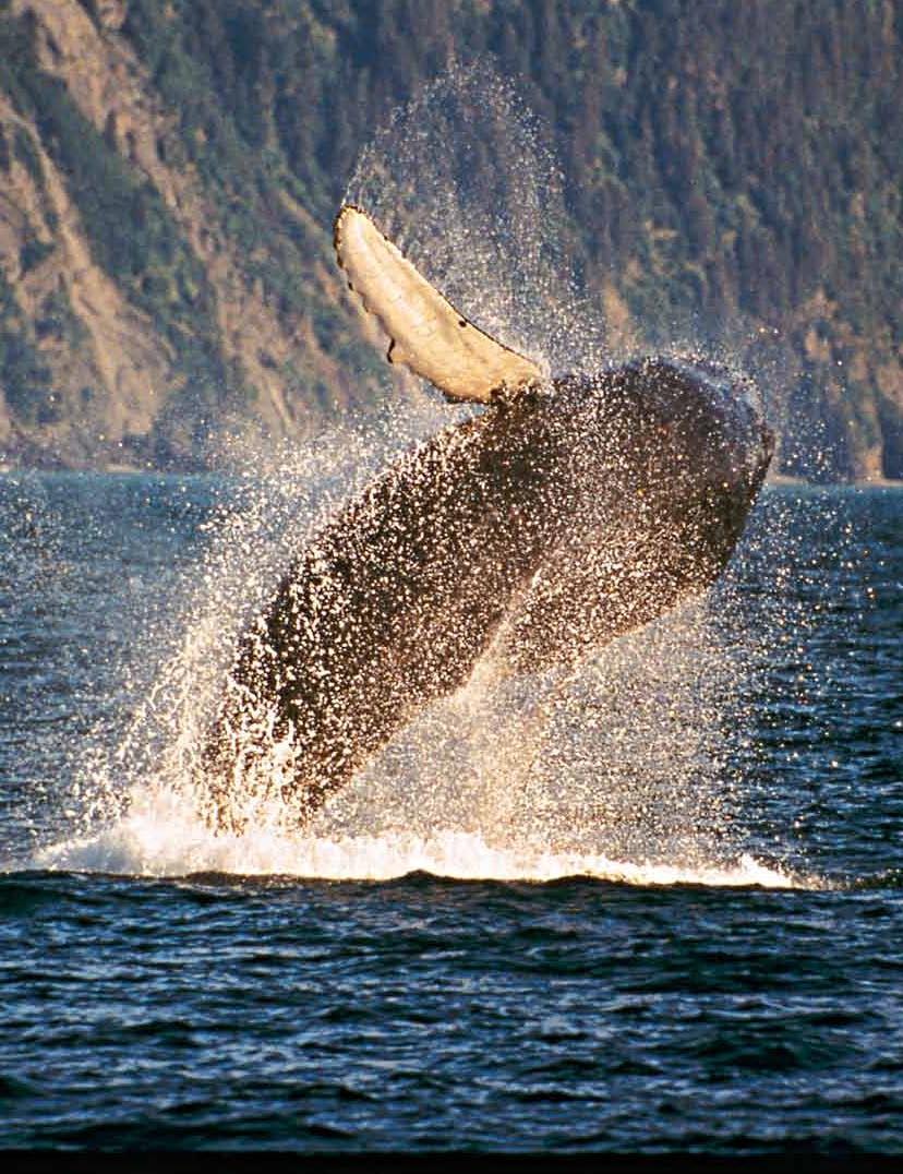 Balena sulle coste del Golfo dell