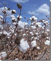 0.16 0.47 Cotton seed oil 1.07 1.00 Cotton seed oil, refined Cotton seed Hulling/ extraction 0.51 0.