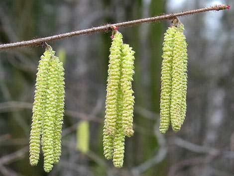 CORILACEAE (Carpini) A questa famiglia appartengono anche i generi: Ostrya carpinifolia (Carpino nero) e Carpinus betulus (Carpino bianco).