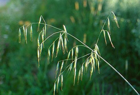 GRAMINACEAE Costituiscono una famiglia di piante erbacee che comprende circa 9.000 specie, adattate a sopravvivere nelle condizioni atmosferiche più difficili.