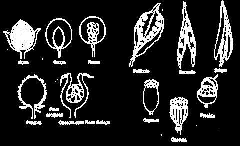 Fusto (o Caule) - Parte della pianta che porta le foglie ed i fiori e stabilisce il loro collegamento con le radici: contiene i vasi conduttori per l'acqua, i sali nutritizi e gli assimilati.