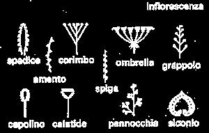 Le infiorescenze sinora citate hanno un asse principale non ramificato e sono perciò dette racemose (monopodiali).