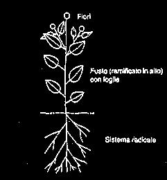 Rappresentazione schematica di una Pianta Le piante legnose hanno fusti significati e vengono dette arbusti o alberi secondo l'assenza o la presenza evidente di un tronco.