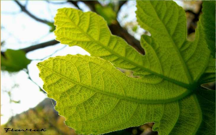 fase luminosa, vengono utilizzati per