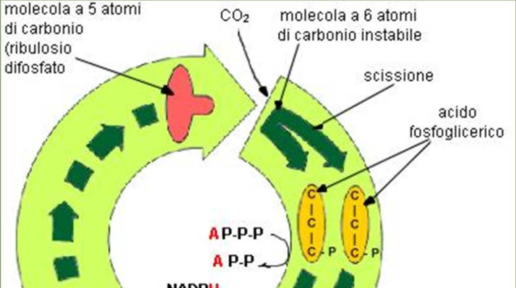 Riduzione del carbonio Stroma del Ciclo del Calvin 3CO 2 +9ATP+6NADPH+6H + Gliceraldeide cloroplasto 3-fosfato + 9