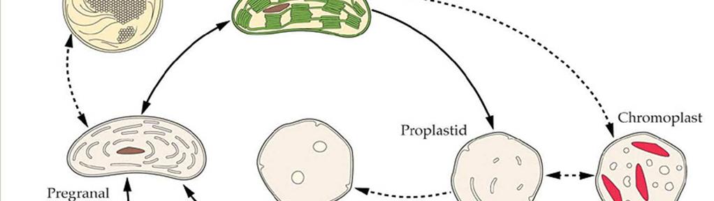 PLASTIDI gerontoplasti cloroplasto