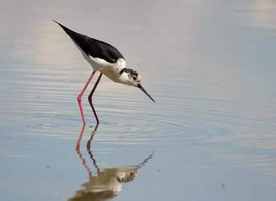 specie di uccelli (pari al 50% delle specie dell