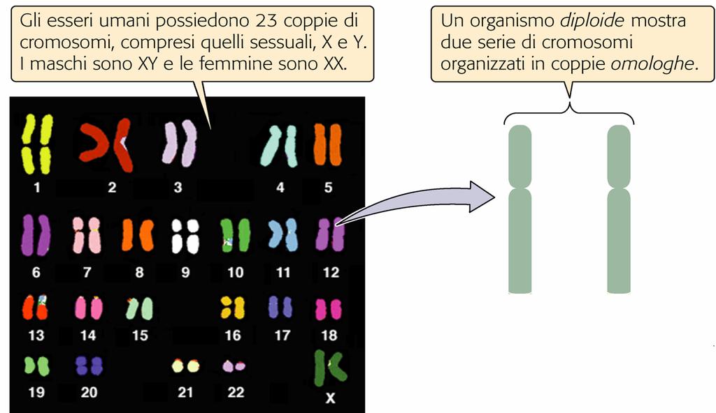 CROMOSOMI OMOLOGHI Origine paterna