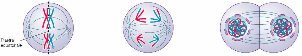 I cromosomi omologhi si appaiano Tra cromosomi omologhi avviene il crossing over.