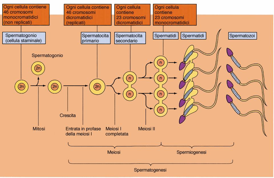 SPERMATOGENESI Inizia alla pubertà Avviene nei tubuli seminiferi