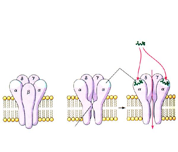 RECETTORI CANALE O IONOTROPICI Sono dei complessi macroproteici transmembranari che formano un canale ionico (aperto dal legame con il neurotrasmettitore o con farmaci agonisti) La loro attivazione