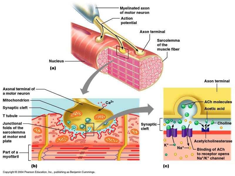 Giunzione neuromuscolare Il recettore per il