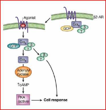 proteina G esterno Effettore: enzima canale trasportatori Secondo Proteina G messaggero (attivazione dalla