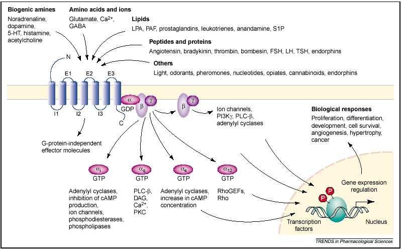 STRUTTURA DEI RECETTORI METABOTROPICI Recettori a sette domini transmembrana LE PROTEINE G