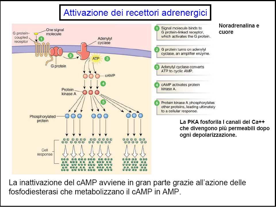Cascata amplificatrice 1 messaggero neurotrasmettitori - ormoni recettori proteine G adenilatociclasi guanilatociclasi fosfolipasi canali ionici 2 messaggero IP3 camp cgmp Ca 2+ calmodulina Ca 2+
