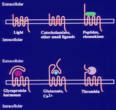 Classificazione dei recettori associati a proteine G tipologie di legame con agonisti diverse famiglie extracellulare Esempi di recettori