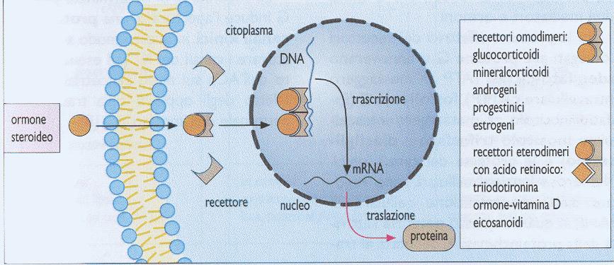 Classificazione dei recettori A seconda della loro localizzazione si distinguono due grandi famiglie di recettori: Recettori intracellulari Recettori di membrana 1. Per ormoni steroidei 2.