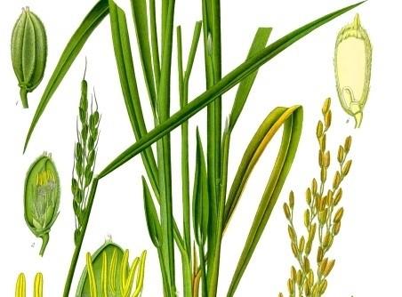 Oryza sativa riso erba annuale