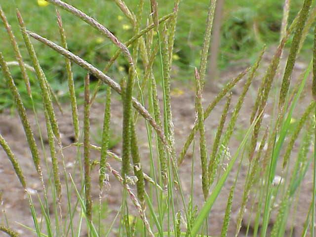 odoratum (paleino