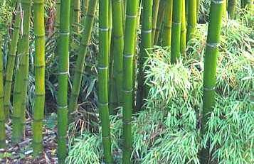 tropicali note col nome comune di bambù.