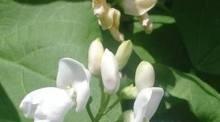 Phaseolus vulgaris (fagiolo) Pianta