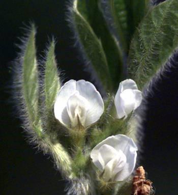 Cina Pianta erbacea