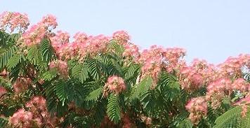 Albizia