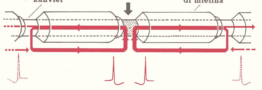 Conduzione saltatoria nelle fibre mieliniche Nelle fibre mieliniche la conduzione del potenziale d azione non avviene in maniera continua ma con un