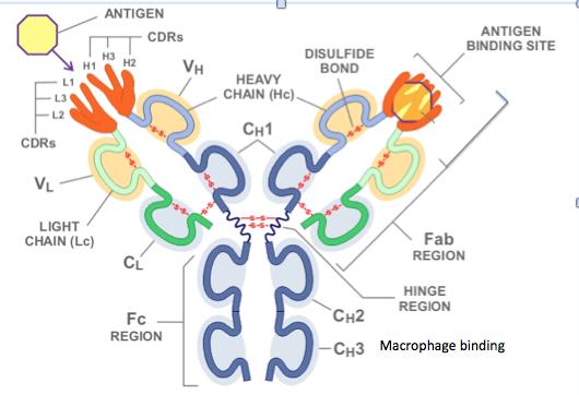 ANTICORPI: Forma e funzioni Rappresentazione della struttura base a Y degli anticorpi.