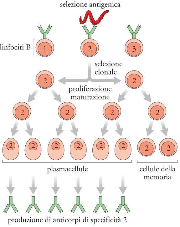 Nelle parte basale della Y abbiamo la Fc region necessaria per le diverse funzioni effettrici dell anticorpo.