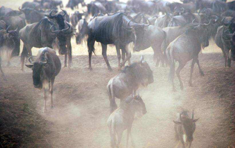 Programma: Dopo colazione facciamo l ultimo game drive in uscita dal Serengeti, entriamo nel Ngorongoro e scendiamo nel cratere del Ngorongoro per l'osservazione della fauna.