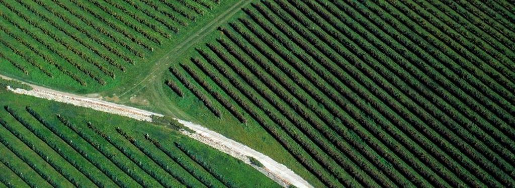 Maturazione dello Chardonnay in Franc