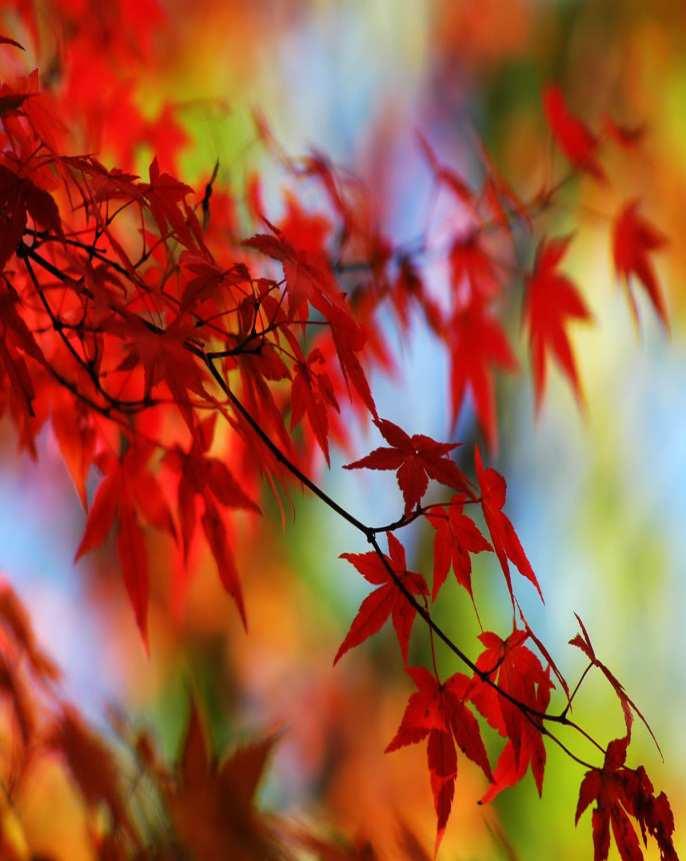 Le poesie d'argento L autunno L autunno fa cadere le ultime foglie che il vento raccoglie portando con se.