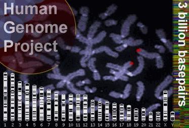 Human Genome Project GCGGCGGCGGGCGGGTACTGGCTTCTGGGGCCAGGGGCCAGGGGCGGTGGGCGCCGGGACCGCGGAGCTGAGGA GCGGGGCCCGGCCAGGGCTGGAGACTTTGCGCCCGGGGGCACCGGGGCTGCGCGCGGTCGCACACATCCACCGGC