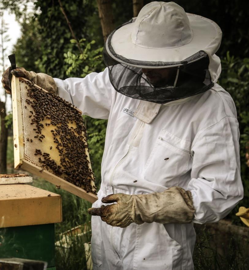2. Il Progetto I L obiettivo Bee my Future è il progetto di LifeGate volto alla tutela delle api in contesti urbani attraverso l allevamento in biologico affidato ad una