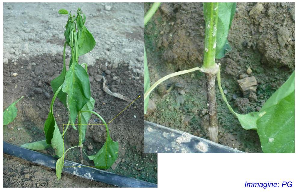 Phytophthora sp (cancrena pedale Il fungo colpisce generalmente le giovani piante Su queste determina la comparsa di un marciume scu Si consiglia la preventivasterilizzazione del terreno