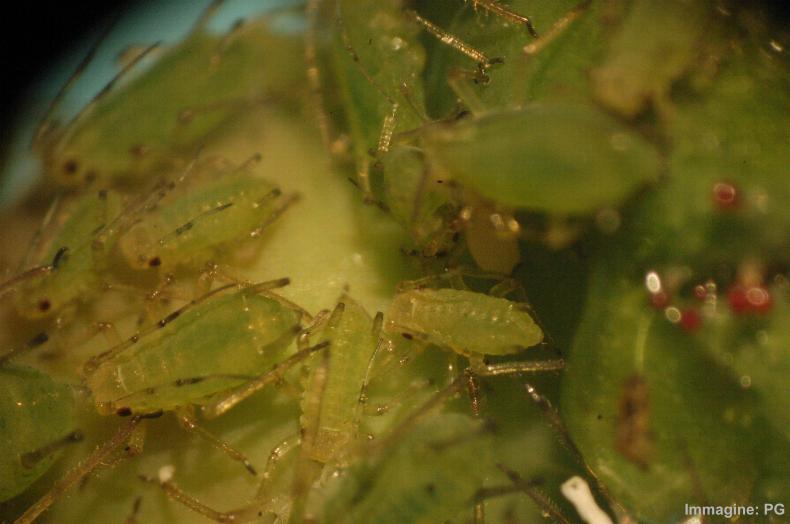 Aphis sp (afidi Individui verdi e/o bruni si sviluppano in colonie più o meno dense e numerose sulle parti più tenere (ge Le infestazioni, che si possono verificare