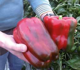 Frutto grosso, dalla forma molto regolare, con superficie liscia. Ottimo colore rosso, polpa spessa e dura.