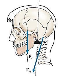 Articolazione della testa m : la forza motrice è dovuta all azione dei muscoli splenici, applicata tra la nuca e la base del collo R : la forza di resistenza è dovuta al peso della testa (applicata