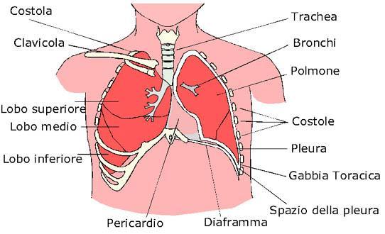 APPARATO RESPIRATORIO A