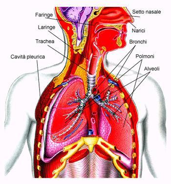 L apparato respiratorio L apparato respiratorio lavora per riossigenare continuamente