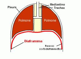 Come respiriamo durante il