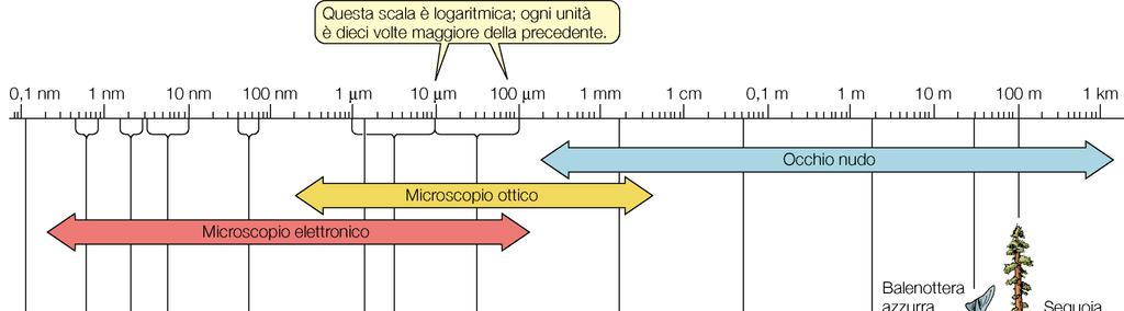 Purves et al, BIOLOGIA,