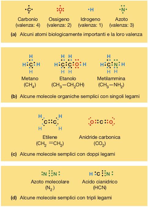 L atomo di carbonio è l atomo più importante delle molecole biologiche Valenza 4, cioè l orbitale elettronico esterno manca di 4 degli 8 elettroni per avere il completo riempimento ed essere